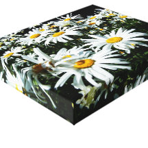 Daisy Canvas Gallery Wrapped Canvas