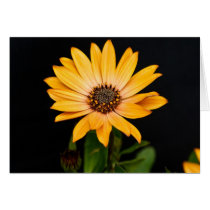 Daisy Card