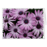 Daisy Cards