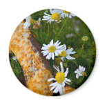 daisy chain magnet