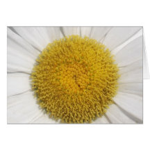 Daisy Close-Up Greeting Cards