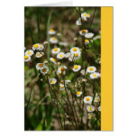 Daisy, Daisy Cards