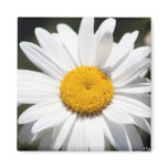 Daisy Darling Magnets