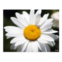 Daisy Darling Post Card