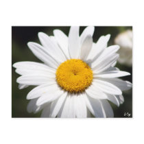 Daisy Darling Post Card