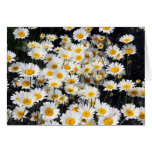 Daisy Delight Greeting Cards