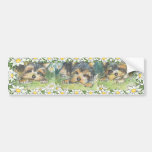 Daisy Dogs Yorkie Puppies Bumper Sticker