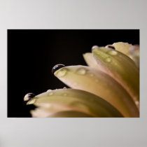 Daisy Droplet Posters