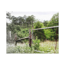 DAISY FIELD by CR SINCLAIR Stretched Canvas Prints