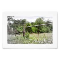 DAISY FIELD by CR SINCLAIR Photo