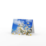 Daisy Field
