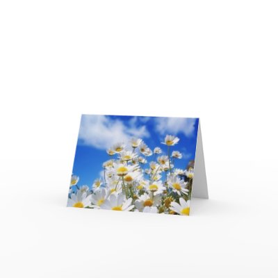 Daisy Field by kokobaby