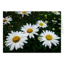 Daisy field greeting card