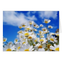Daisy Field Greeting Card