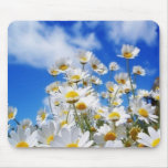 Daisy Field
