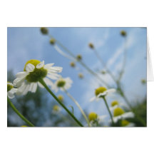 Daisy Field Stationary Greeting Cards