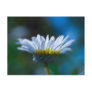 Daisy Flower Post Cards