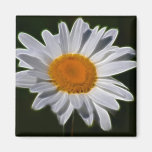 Daisy flower power magnets