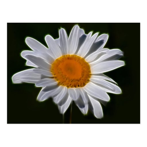 Daisy flower power postcard