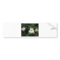 Daisy flowers bumper sticker