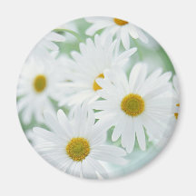 Daisy flowers fridge magnet