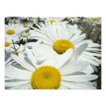 Daisy Flowers Photography art prints Daisies photography