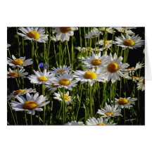 Daisy Forest Greeting Cards