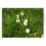 Daisy fresh greeting cards