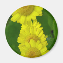 Daisy Fridge Magnet