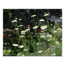 Daisy Glory 10 x 8 Photographic Print