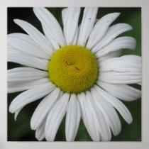 Daisy Heaven (Framed) Posters