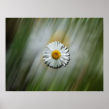 Daisy in a Hurry Print