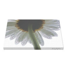 Daisy in the Rain Gallery Wrapped Canvas