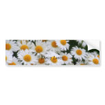 , Daisy Lovers