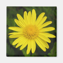 Daisy Magnet