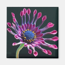 Daisy Magnet