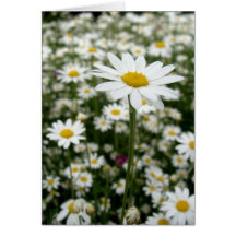Daisy Meadow Greeting Card