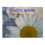 Daisy Ocean City Postcard