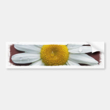 Daisy on Pink Background; No Text Bumper Stickers