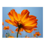 Daisy Orange Flowers Post Cards Daisies
