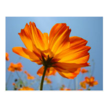 Daisy Orange Flowers Post Cards Daisies