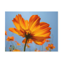 Daisy Orange Flowers Post Cards Daisies