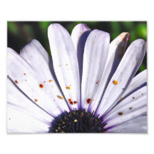 Daisy Photo Art