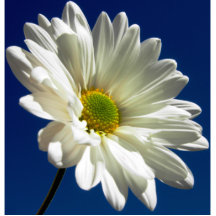 Daisy Photo Sculpture