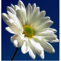 Daisy Photo Sculpture