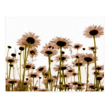 Daisy Post Cards