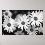 Daisy Print