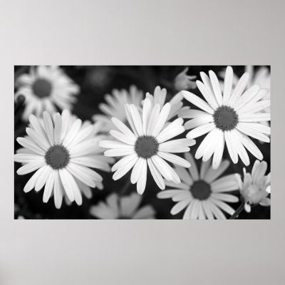 Daisy Print by imagemosaic