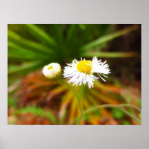 Daisy Poster Print