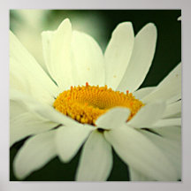 Daisy Poster Print